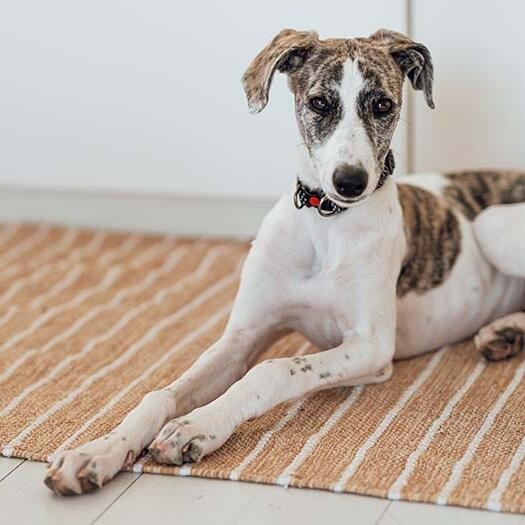 Lurcher store cross puppies